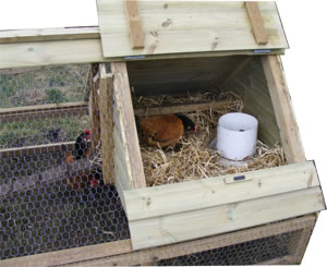 hens chickens poultry arks hatching eggs for sale devon and cornwall