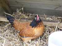 hens chickens poultry arks hatching eggs for sale devon and cornwall