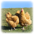 hens chickens poultry arks hatching eggs for sale devon and cornwall