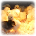 hens chickens poultry arks hatching eggs for sale devon and cornwall
