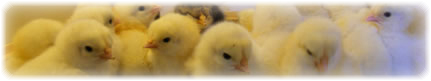 hens chickens poultry arks hatching eggs for sale devon and cornwall