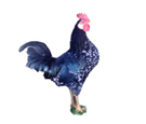 hens chickens poultry arks hatching eggs for sale devon and cornwall