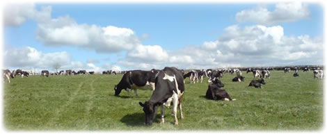 hens for sale in devon and cornwall