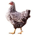 hens chickens poultry arks hatching eggs for sale devon and cornwall