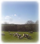 hens for sale in cornwall